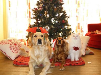 Zwei Hunde und eine Katzen sitzen vor dem festlich geschmückten Weihnachtsbaum