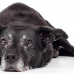 Hundesenior