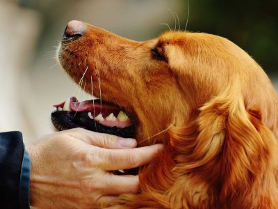 Reasons to train your dog: Why everyone should do it | Tractive