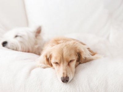 Zwei kleine Hunde schlafend auf einer Couch