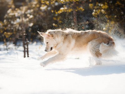 dog in snow playing fun winter activities