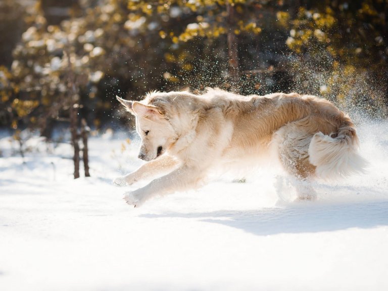 can my dog hike in the snow