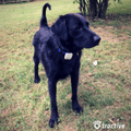 Tractive Customer