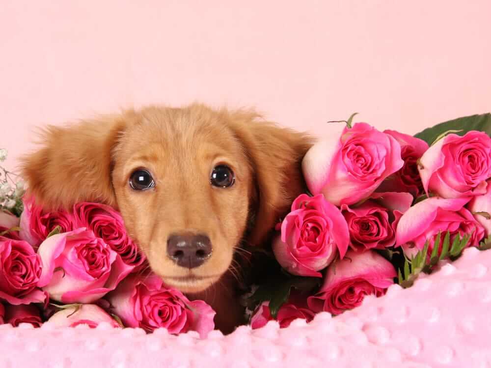 Valentine’s Day Gifts for Dogs Tractive