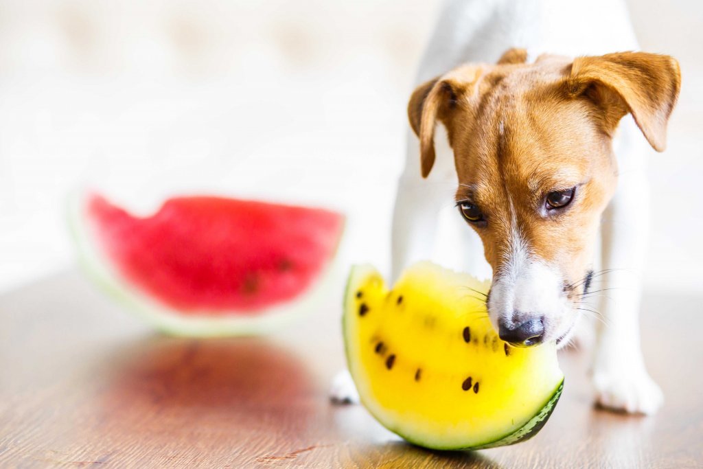 cane bianco e marrone morde un pezzo di anguria