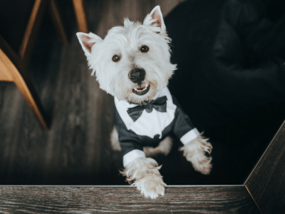 Wedding dog