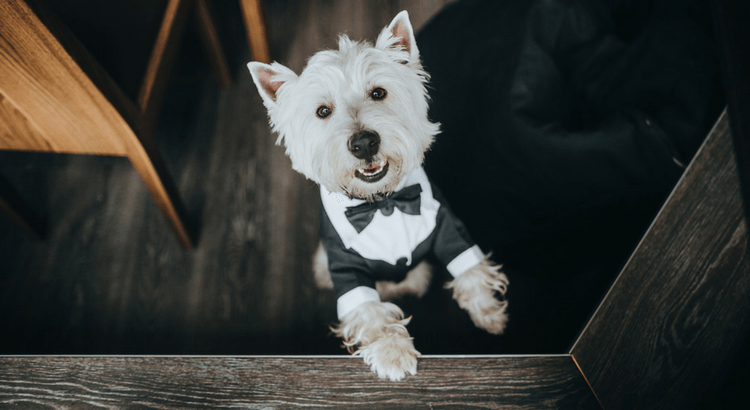 Wedding dog