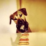 Biscotti per cani facili e veloci