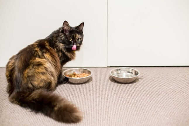 gatto mangia da una ciotola