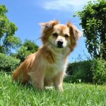5 ragioni per cui il mio giardino è pericoloso per il cane