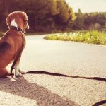 Cane smarrito...cosa fare?