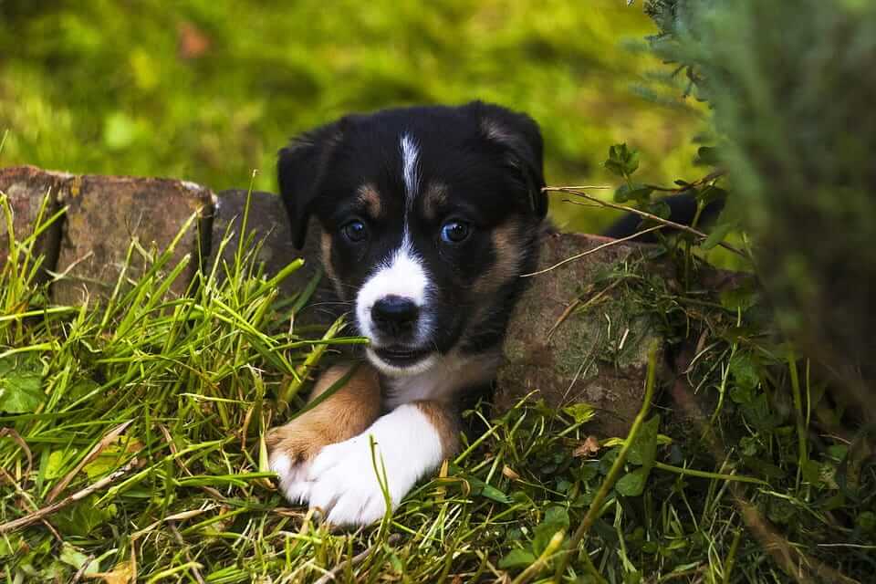 cucciolo di cane in giardino