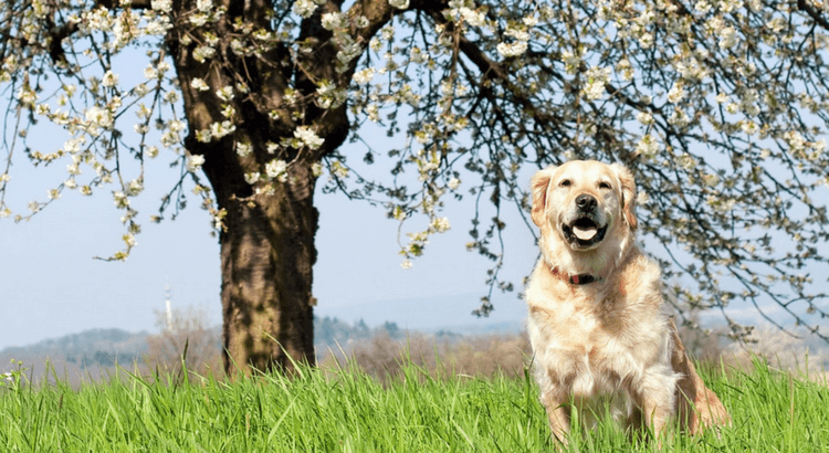 Fare conquiste con il cane