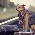 Cani smarriti