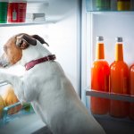 A dog inspecting a fridge for food