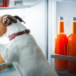 A dog sniffing inside a fridge