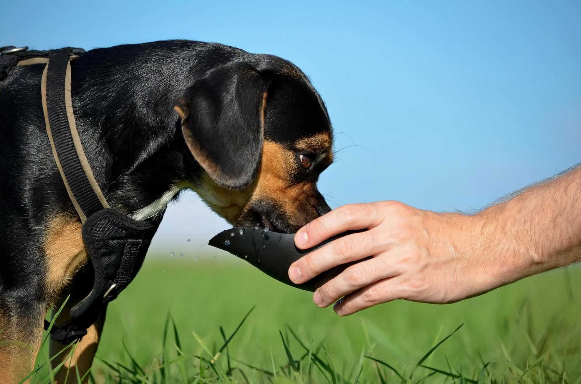 Dog shedding in winter: Be prepared with these top 5 tips! | Tractive