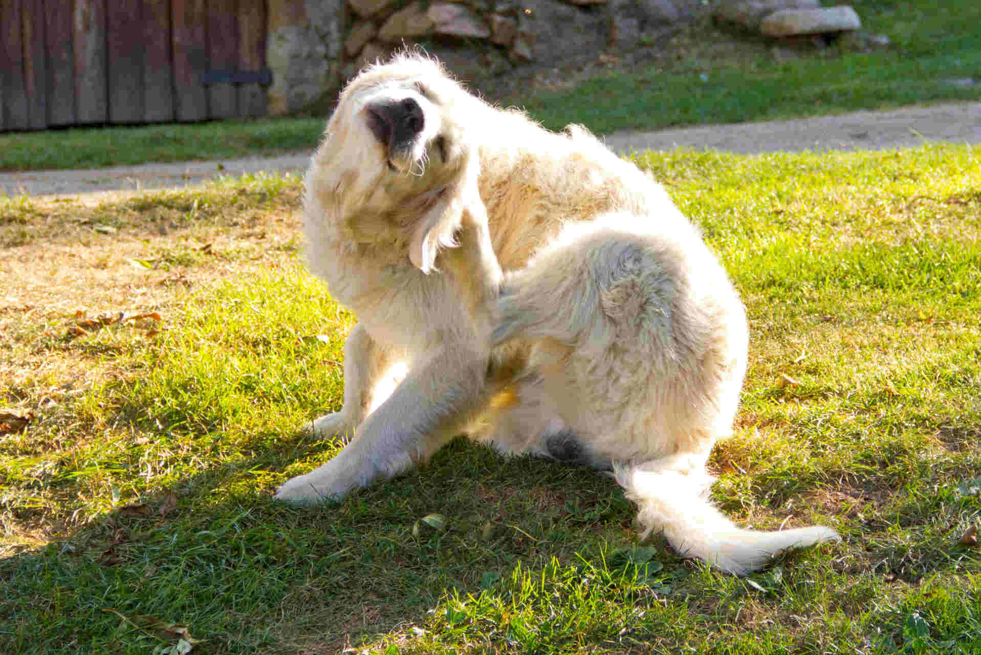 A dog scratching itself in a backyard