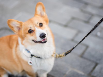 Cane al guinzaglio pronto per la passeggiata