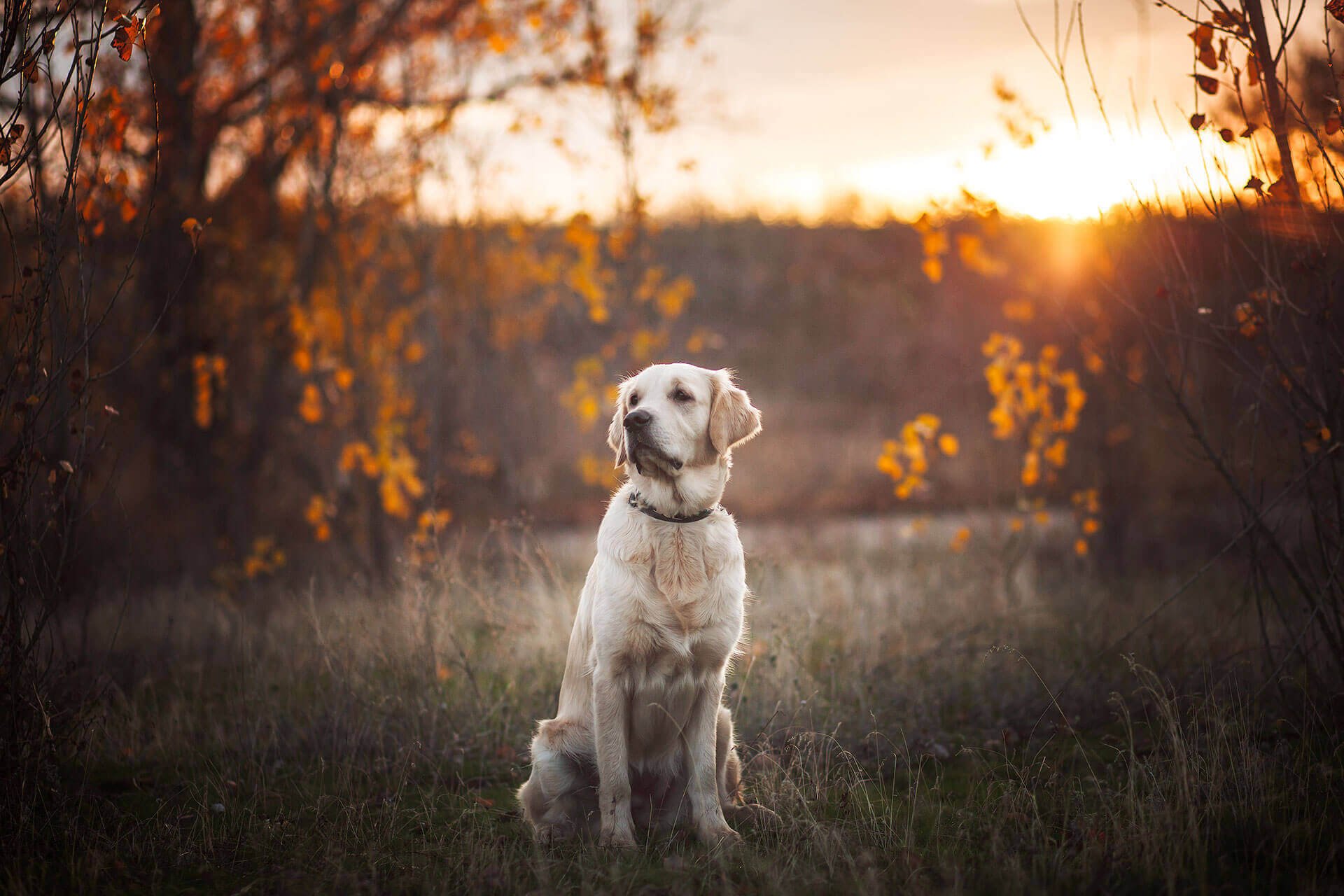 A dog sitting in a forest