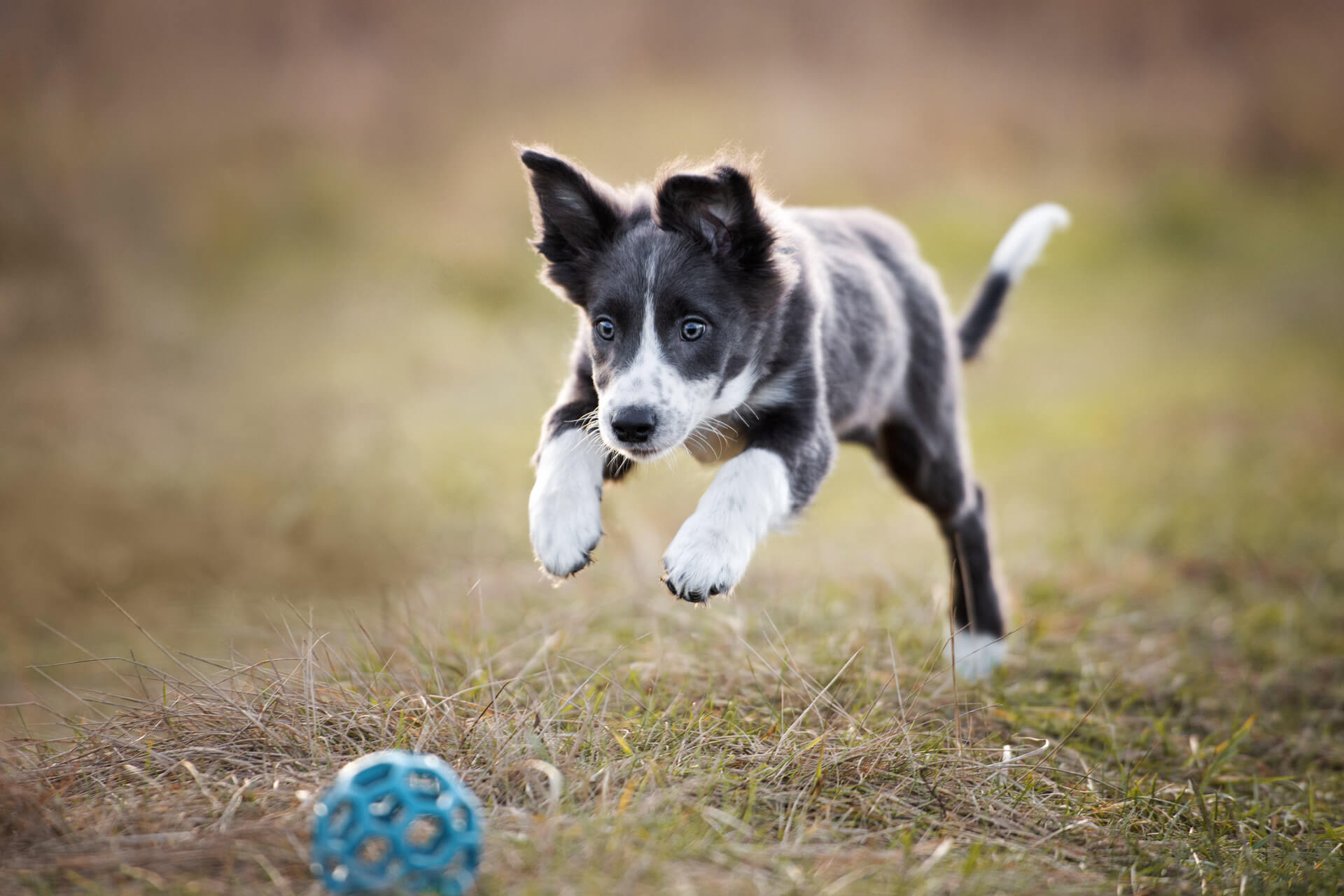 Cucciolo di cane nero e bianco corre verso una palla