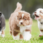 Come socializza il cucciolo?