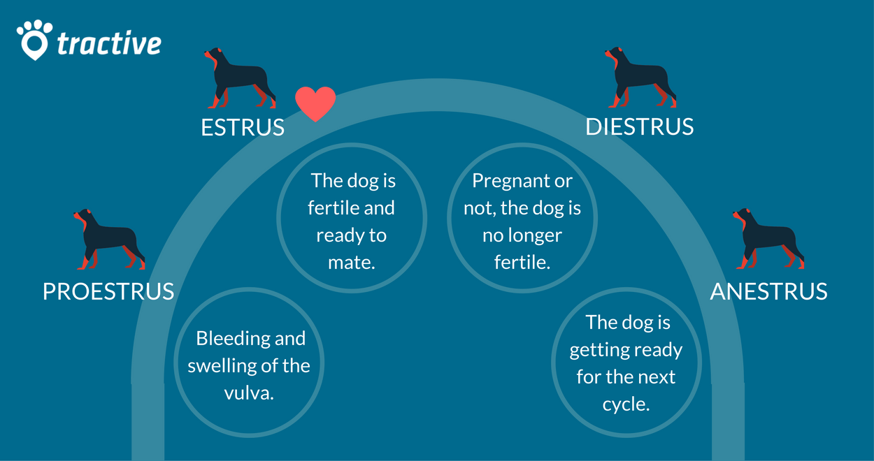 Stages Of Dog Heat Cycle