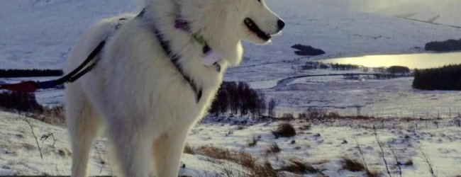 Sally the Samoyed traveling off the leash with her Tractive GPS
