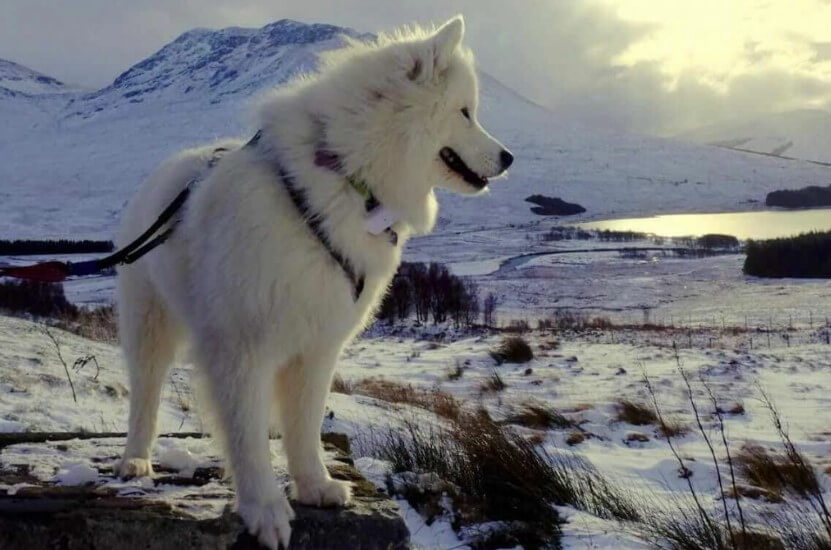 Sally the Samoyed traveling off the leash with her Tractive GPS