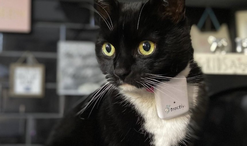 Spritzer the cat wearing a Tractive GPS tracker