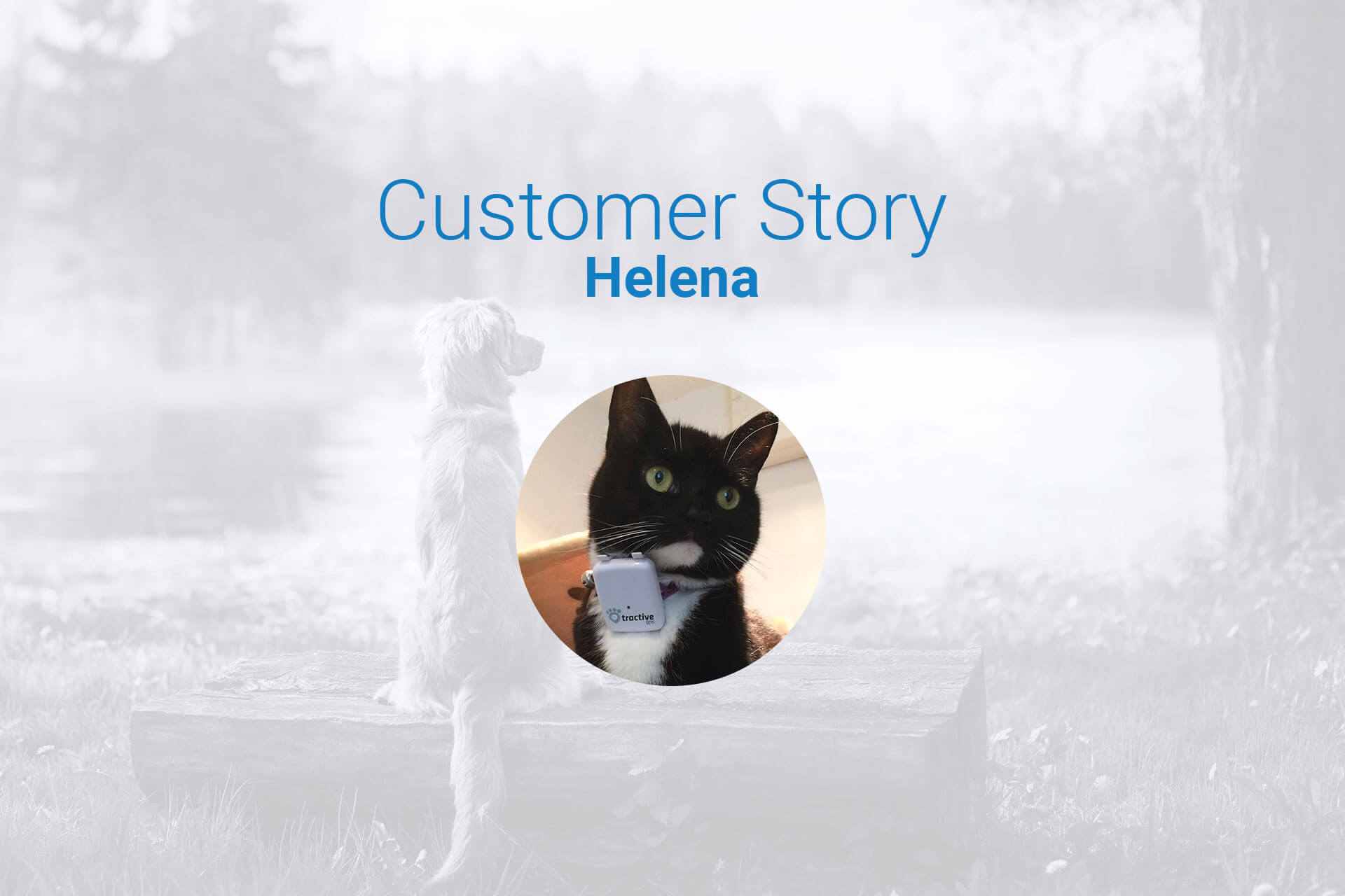 cat walking around: a customer review with Tractive GPS