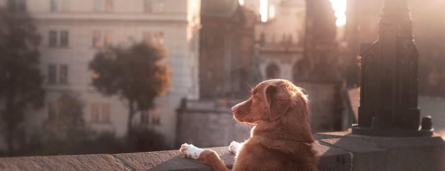 City dogs - how to enjoy a pleasant day in the city