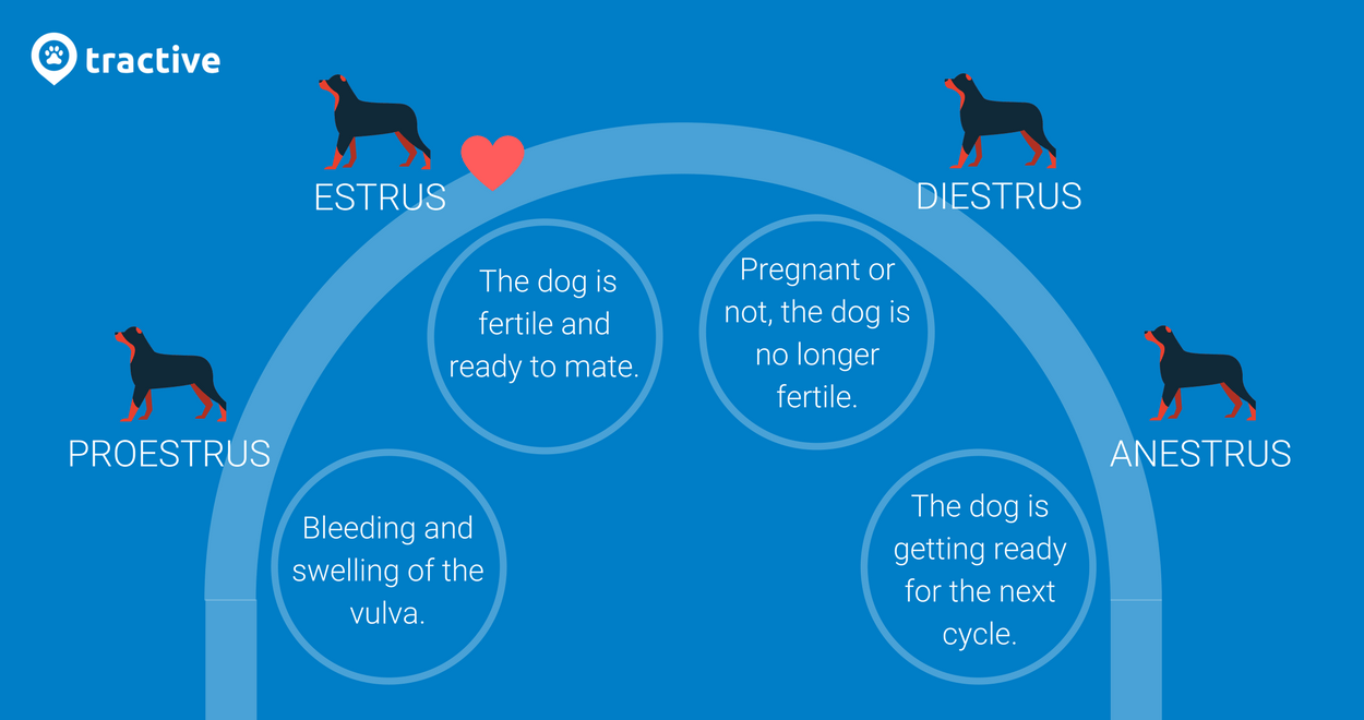 what are the stages of a dog in heat