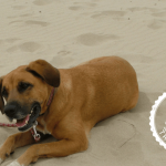 neuer Hund