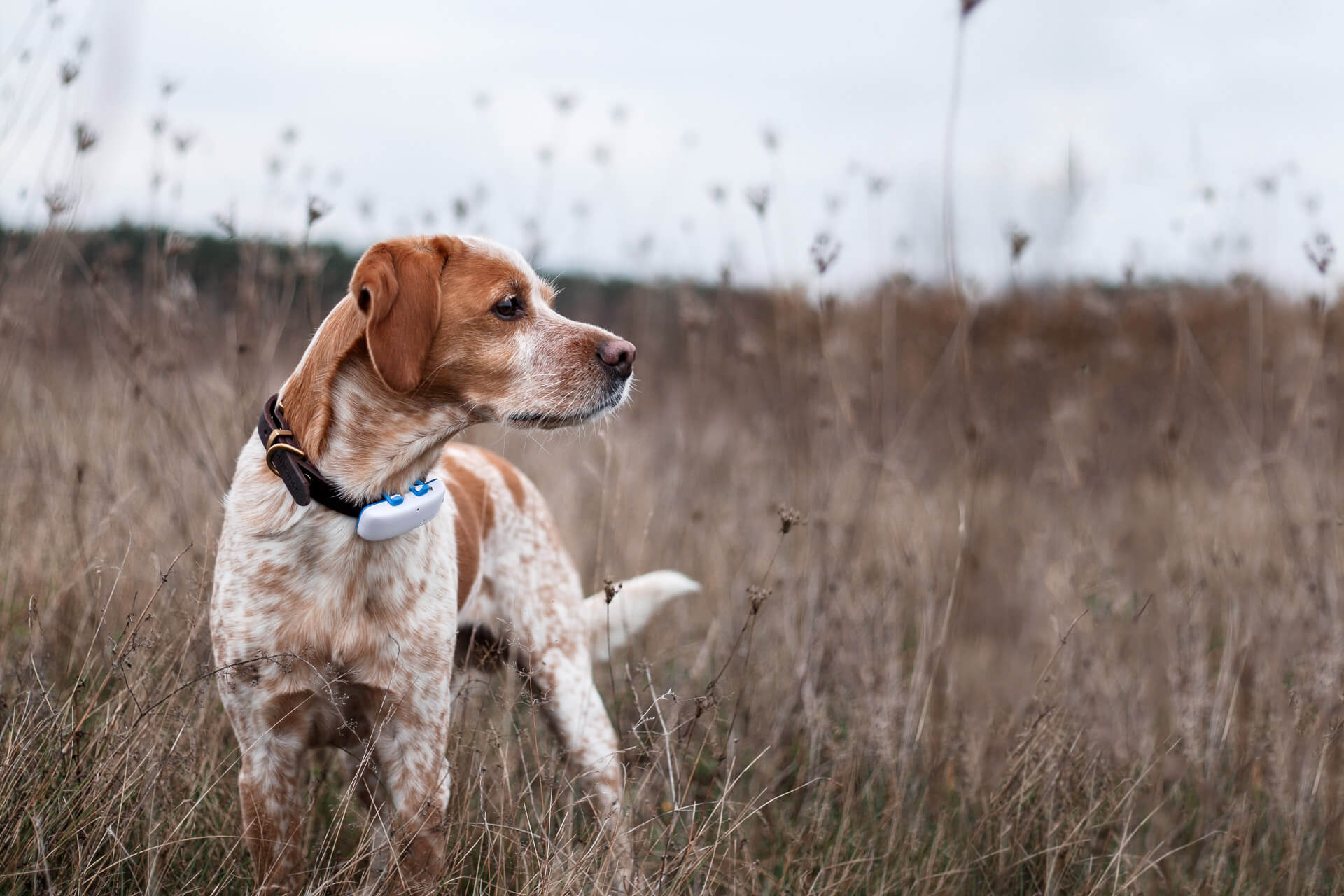 cane bianco e marrone  indossa un localizzatore Tractive GPS al collare