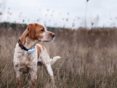 hvit og brun hund iført GPS-tracker, gulbrune strå i bakgrunnen