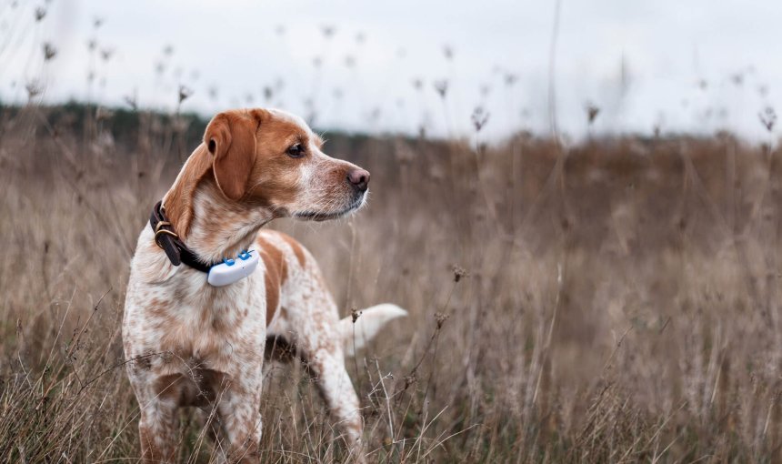 hvit og brun hund iført GPS-tracker, gulbrune strå i bakgrunnen
