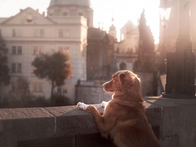 Stadthund - diese Dinge gibt es zu beachten, wenn dein Hund in der Stadt wohnt