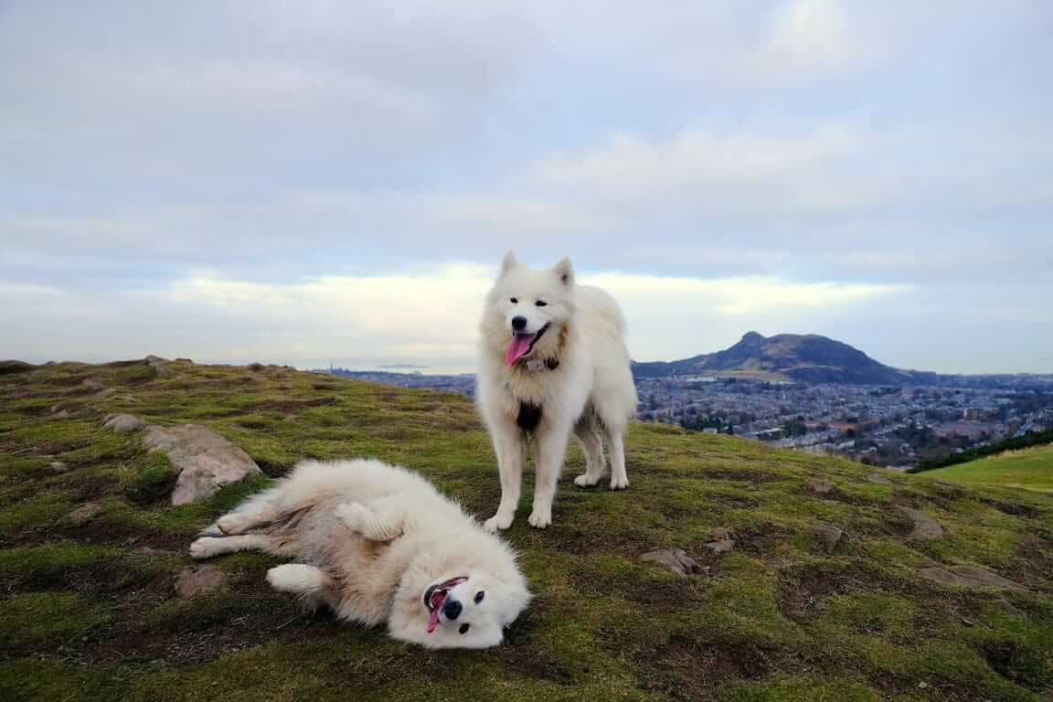 A pair of Samoyeds in the countryside