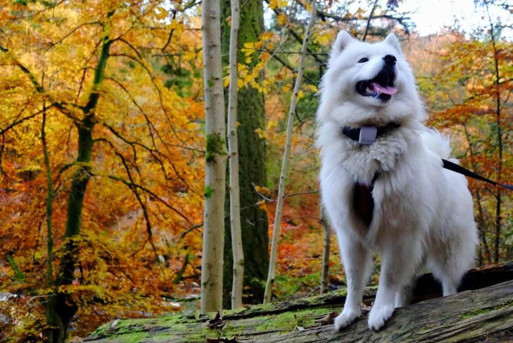 Samoyède blanc tenu en laisse avec un GPS Tractive dans une forêt automnale