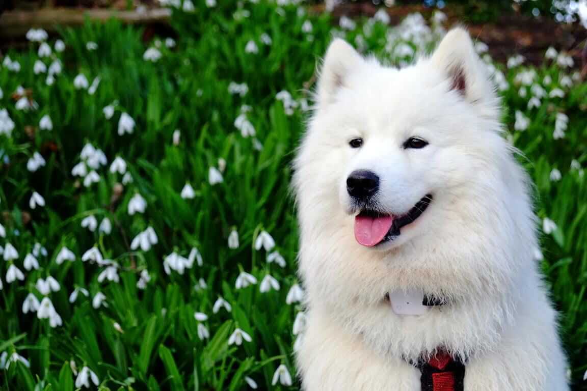 Sally the Samoyed wearing a Tractive GPS and sitting in a field of white flowers