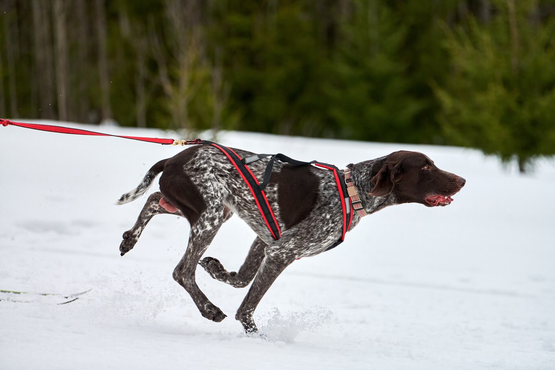 A German Shorthaired pointer running in the snow
