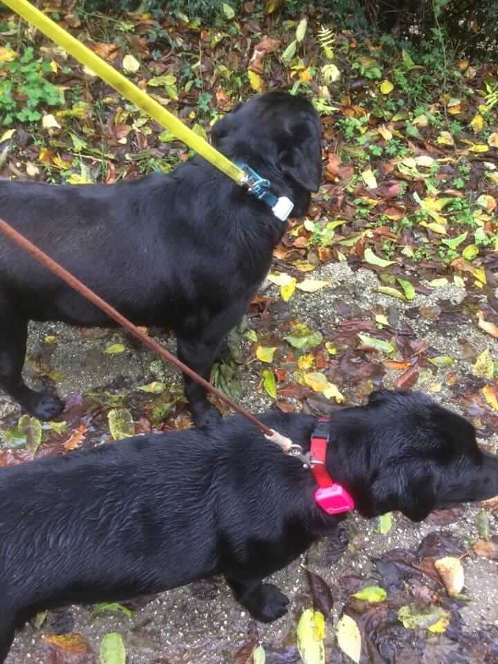 I 2 Labrador che adorano Tractive GPS