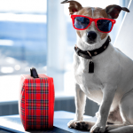 Viaggiare in aereo con il cane: ecco come
