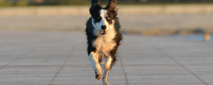 Which Dog Breeds Are Most Likely To Run Away? - Tractive