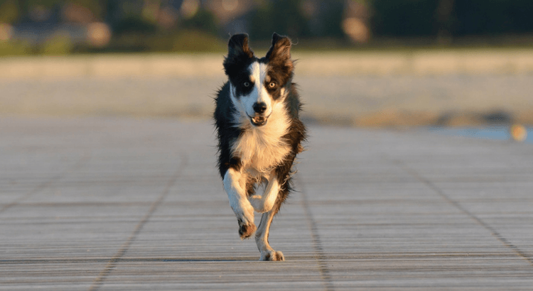 Le 8 razze di cane che scappano più spesso
