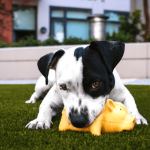 I 5 errori da evitare quando educhi il cane
