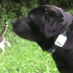 I 2 Labrador che adorano Tractive GPS