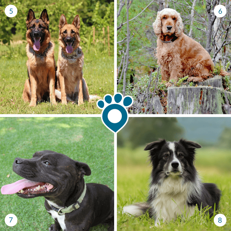 Which dog breeds are most likely to run away? Tractive Blog