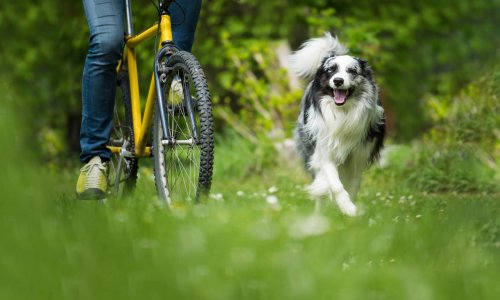 The Guide to Biking with Dogs: Bike Canine Adventures - Tractive